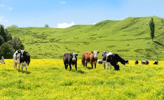 Buy Walkie Talkies UK